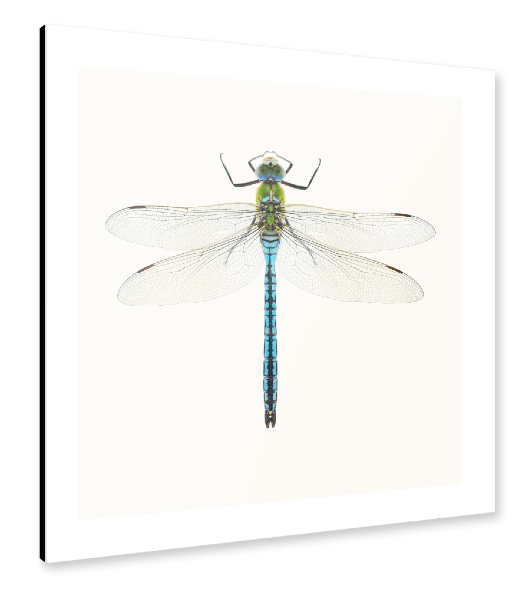 Alu-Dibond "Aeshna affinis (türkis)" 30x30 cm artboxONE