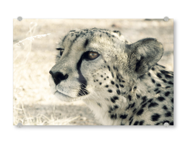 Acrylglasbild "Cheetah Head" artboxONE - Reise,Tiere,Reise / Afrika