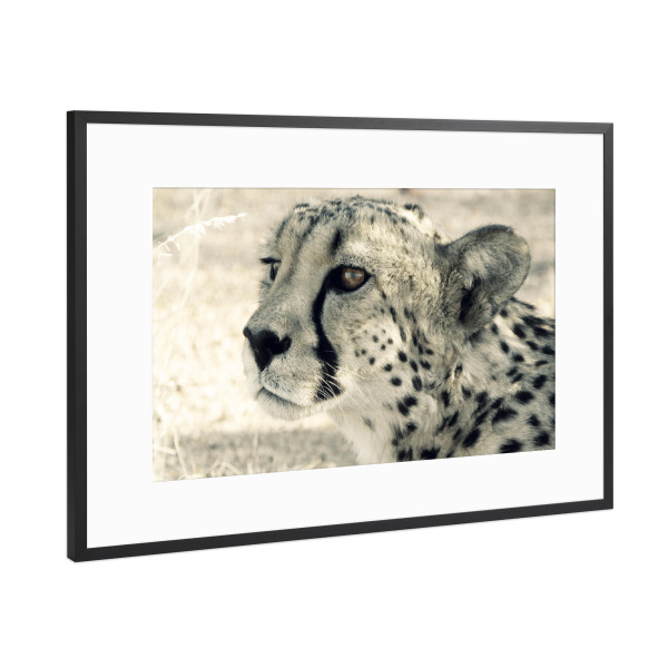 Poster mit Rahmen Schwarz (Metallic) "Cheetah Head" artboxONE - Reise,Tiere,Reise / Afrika