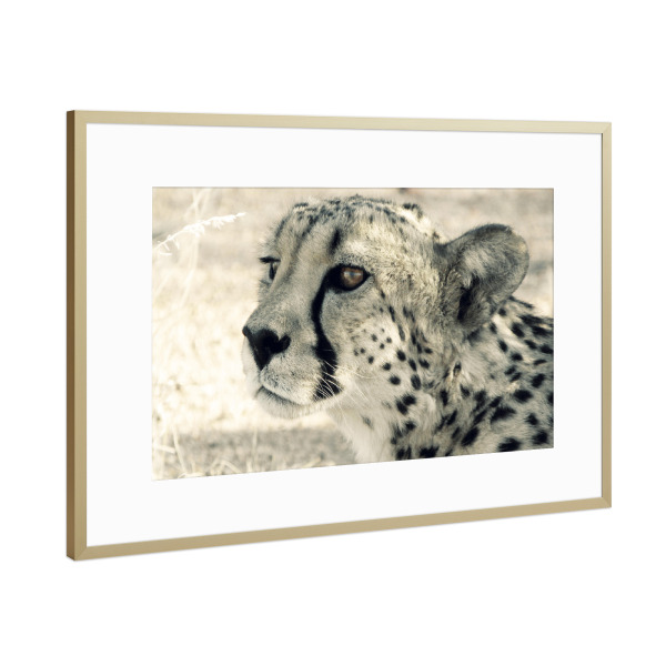 Poster mit Rahmen Gold "Cheetah Head" artboxONE - Reise,Tiere,Reise / Afrika
