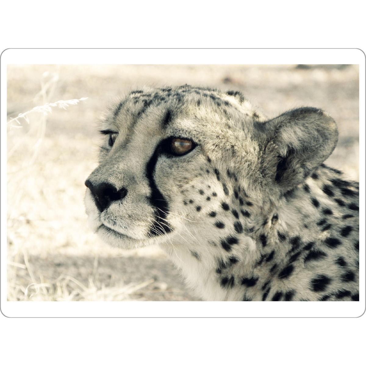 Tischset "Cheetah Head" artboxONE - Reise,Tiere,Reise / Afrika