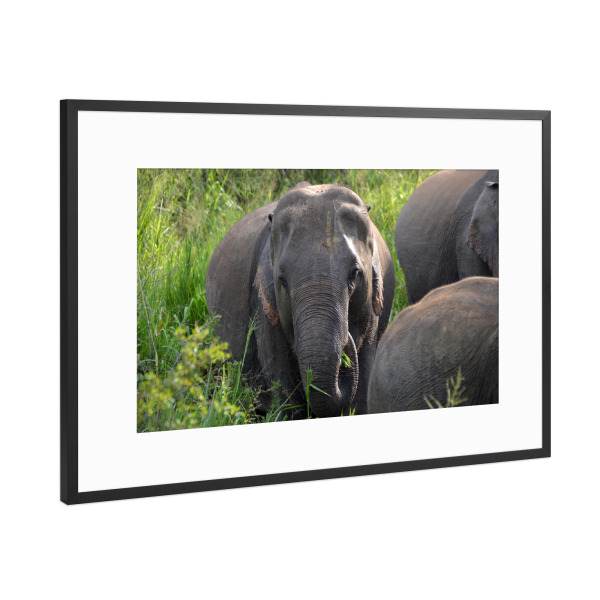 Poster mit Rahmen Schwarz (Metallic) "Asian Elephant" artboxONE - Natur,Tiere