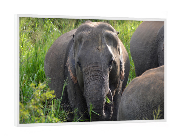 Poster mit weißem Rahmen "Asian Elephant" artboxONE - Natur,Tiere