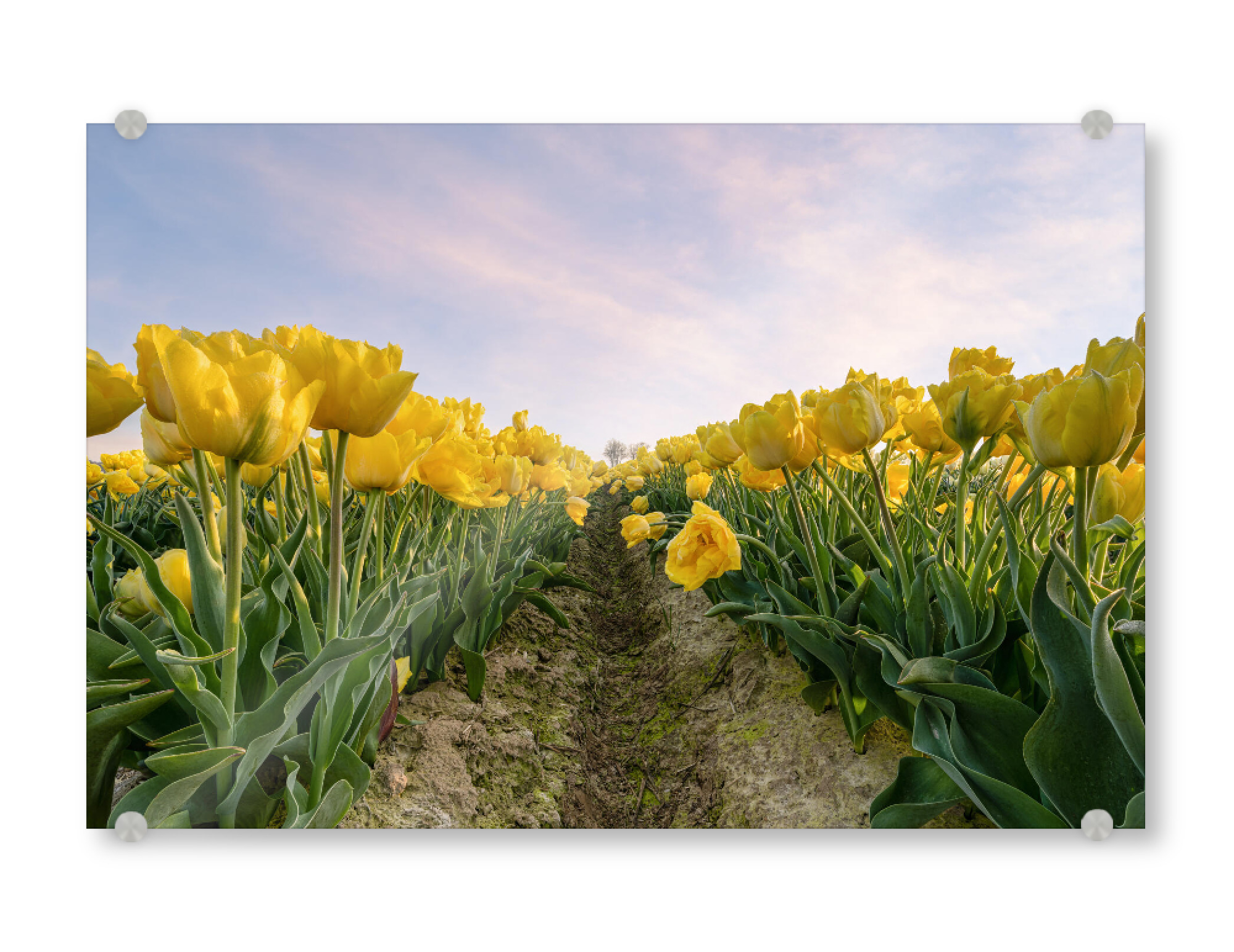 Acrylglasbild "Gelbe Tulpen" artboxONE - Natur,Floral