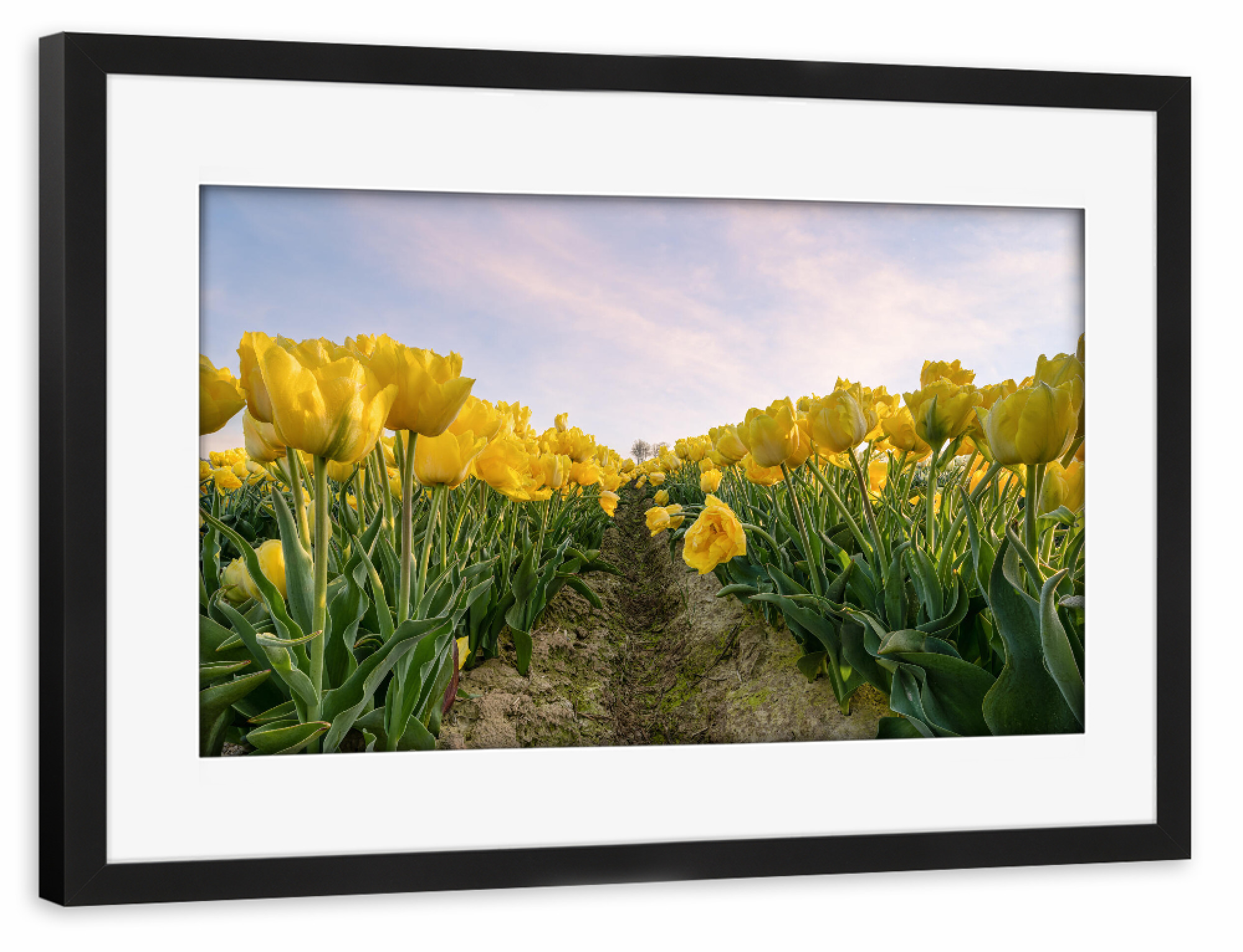 Poster mit Rahmen schwarz "Gelbe Tulpen" artboxONE - Natur,Floral