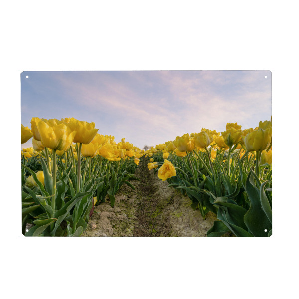 Metall Poster "Gelbe Tulpen" artboxONE - Natur,Floral