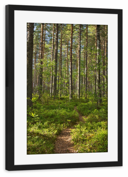 Poster mit Rahmen schwarz "Waldweg in Finnland" artboxONE - Natur,Reise,Reise / Länder