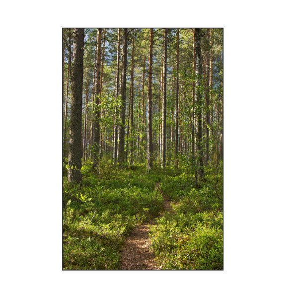 artboxONE Puzzle "Waldweg in Finnland" artboxONE - Natur,Reise,Reise / Länder