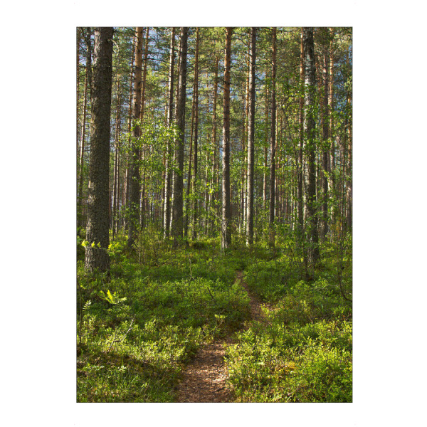 Puzzle Ravensburger "Waldweg in Finnland" artboxONE - Natur,Reise,Reise / Länder
