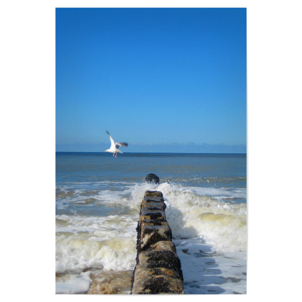 Poster 30x20 cm "Möwe am Meer" artboxONE - Natur,Tiere,Reise / Strand und Meer
