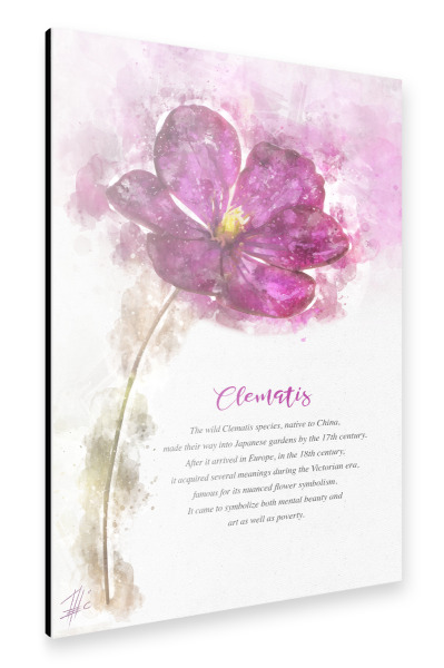 Alu-Dibond "Fuchsia Clematis" 30x20 cm artboxONE
