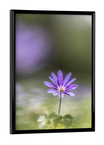 Poster mit schwarzem Rahmen "Windröschen" artboxONE - Natur,Floral