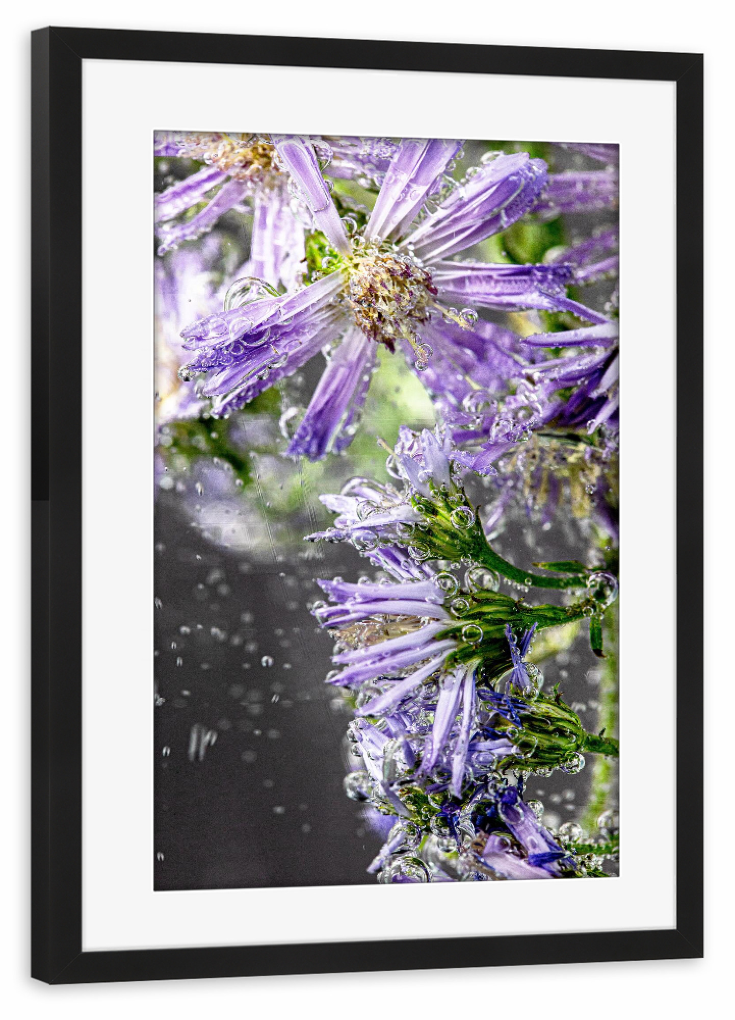 Poster mit Rahmen schwarz "Kornblumen im Wasser" artboxONE - Floral