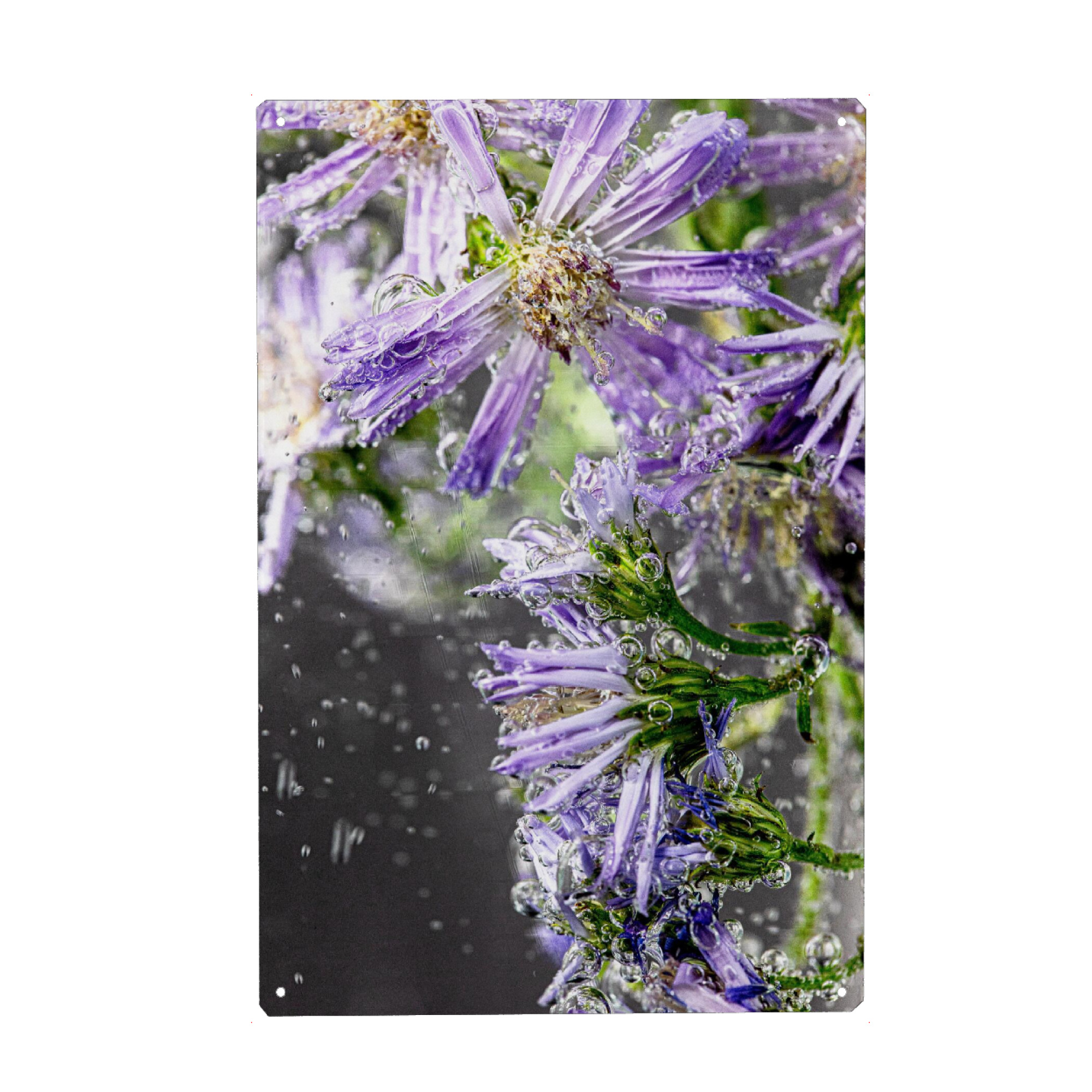 Metall Poster "Kornblumen im Wasser" artboxONE - Floral - Blumen,Wildblumen,Kornblumen,Frühlingsblumen,Frühling,Wasser,Sprudel,Schwarz,Lila