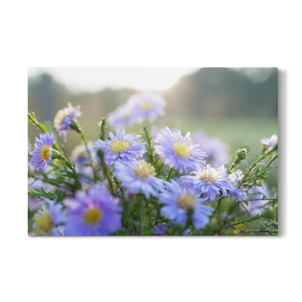 Galerie-Print "Kornblumen in der Sonne" 30x20 cm artboxONE