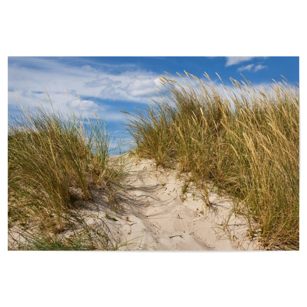 Poster "Weg in den Dünen" artboxONE - Natur,Reise,Reise / Strand und Meer,Reise / Länder