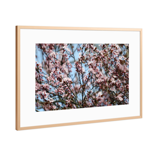 Poster mit Rahmen Kupfer "Blutpflaume mit rosa Blütenpracht" artboxONE - Natur,Floral