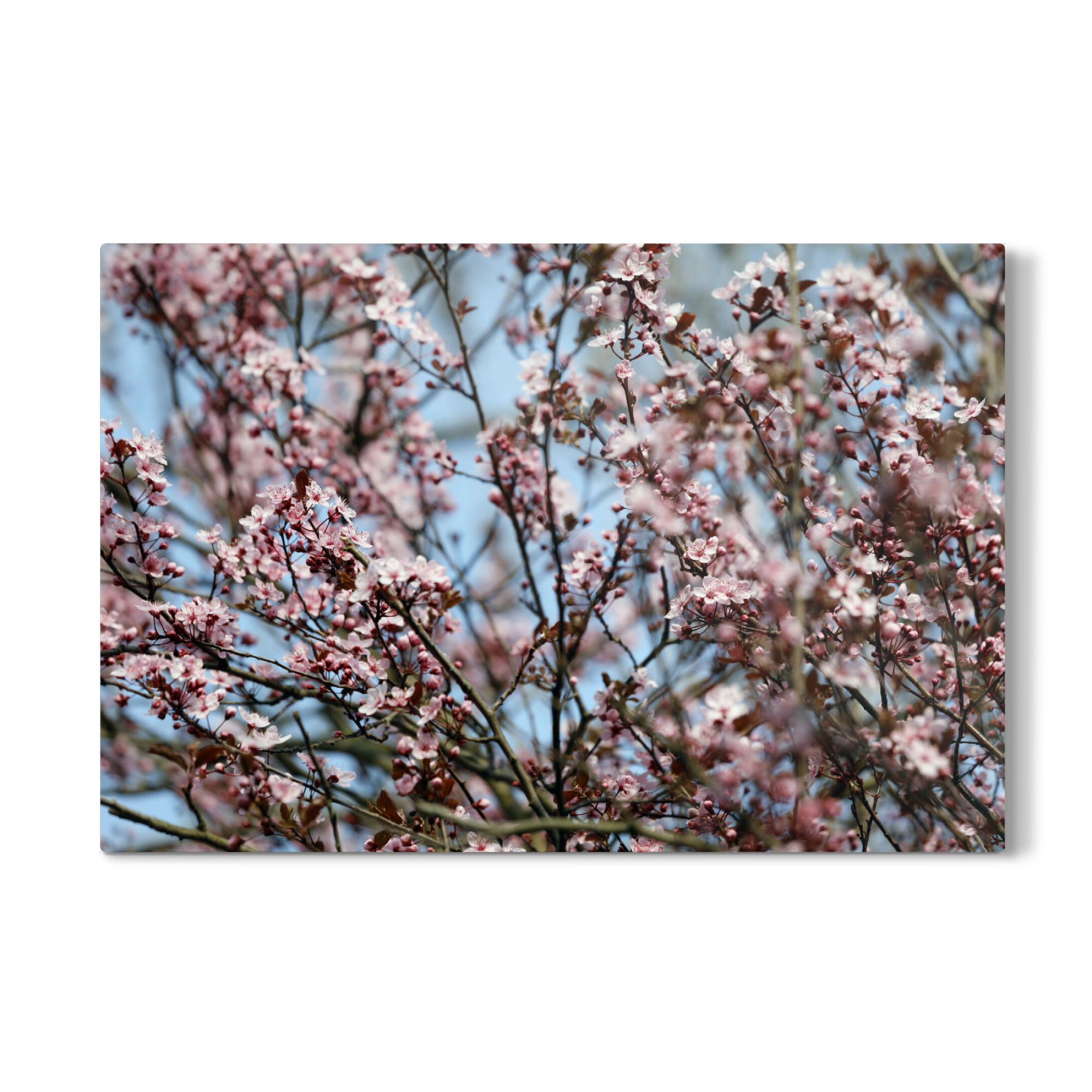 Galerie-Print "Blutpflaume mit rosa Blütenpracht" 75x50 cm artboxONE