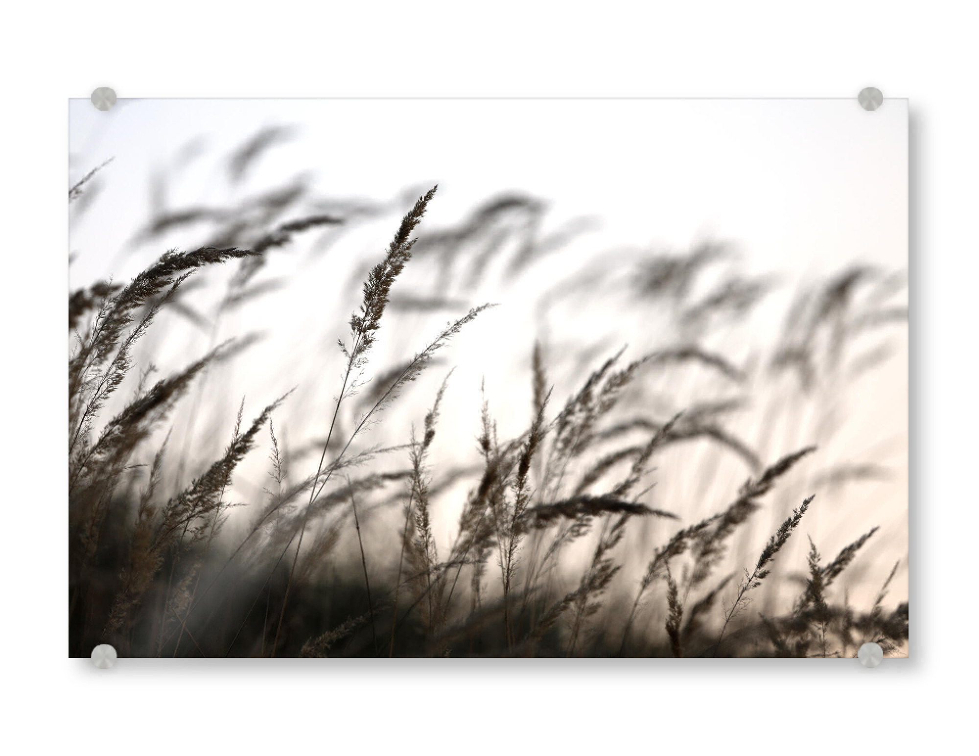Acrylglasbild "Grass in the forest" artboxONE - Natur,Floral,Schwarzweiß