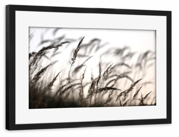 Poster mit Rahmen schwarz "Grass in the forest" artboxONE - Natur,Floral,Schwarzweiß