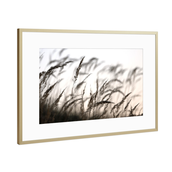 Poster mit Rahmen Gold "Grass in the forest" artboxONE - Natur,Floral,Schwarzweiß
