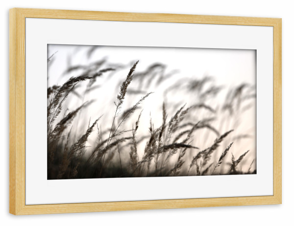 Poster mit Rahmen kiefer "Grass in the forest" artboxONE - Natur,Floral,Schwarzweiß