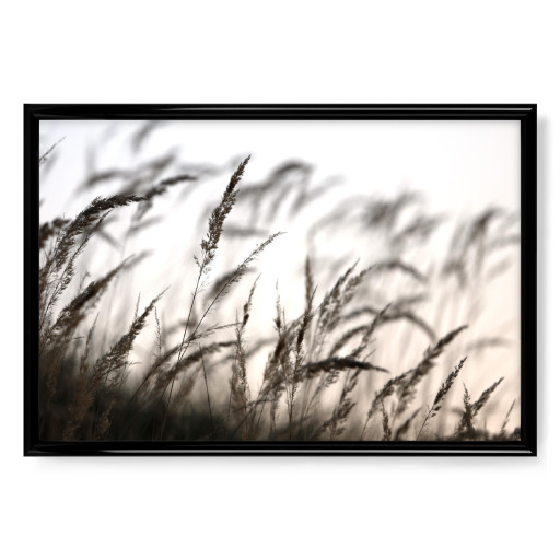 Grass in the wind