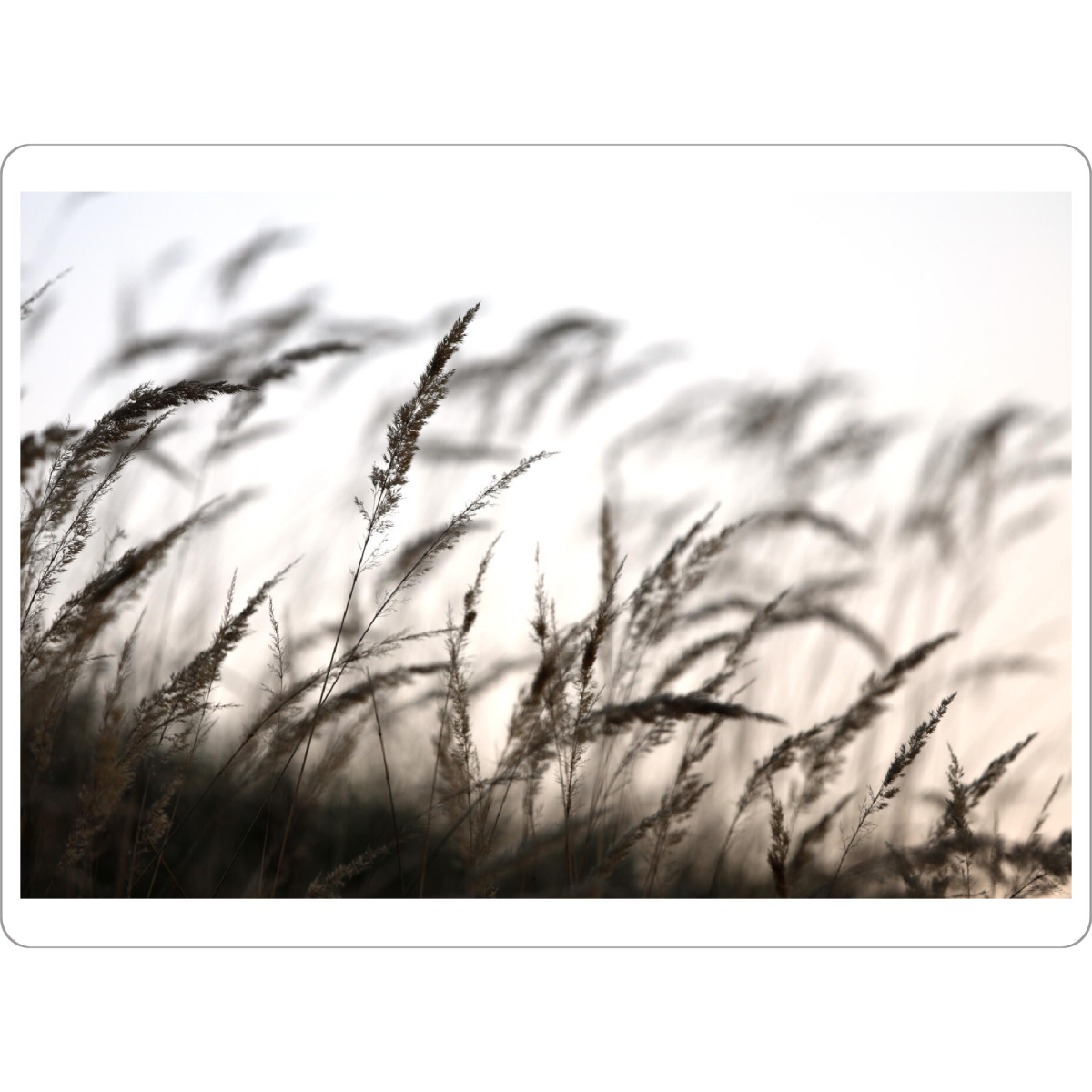 Tischset "Grass in the forest" artboxONE - Natur,Floral,Schwarzweiß