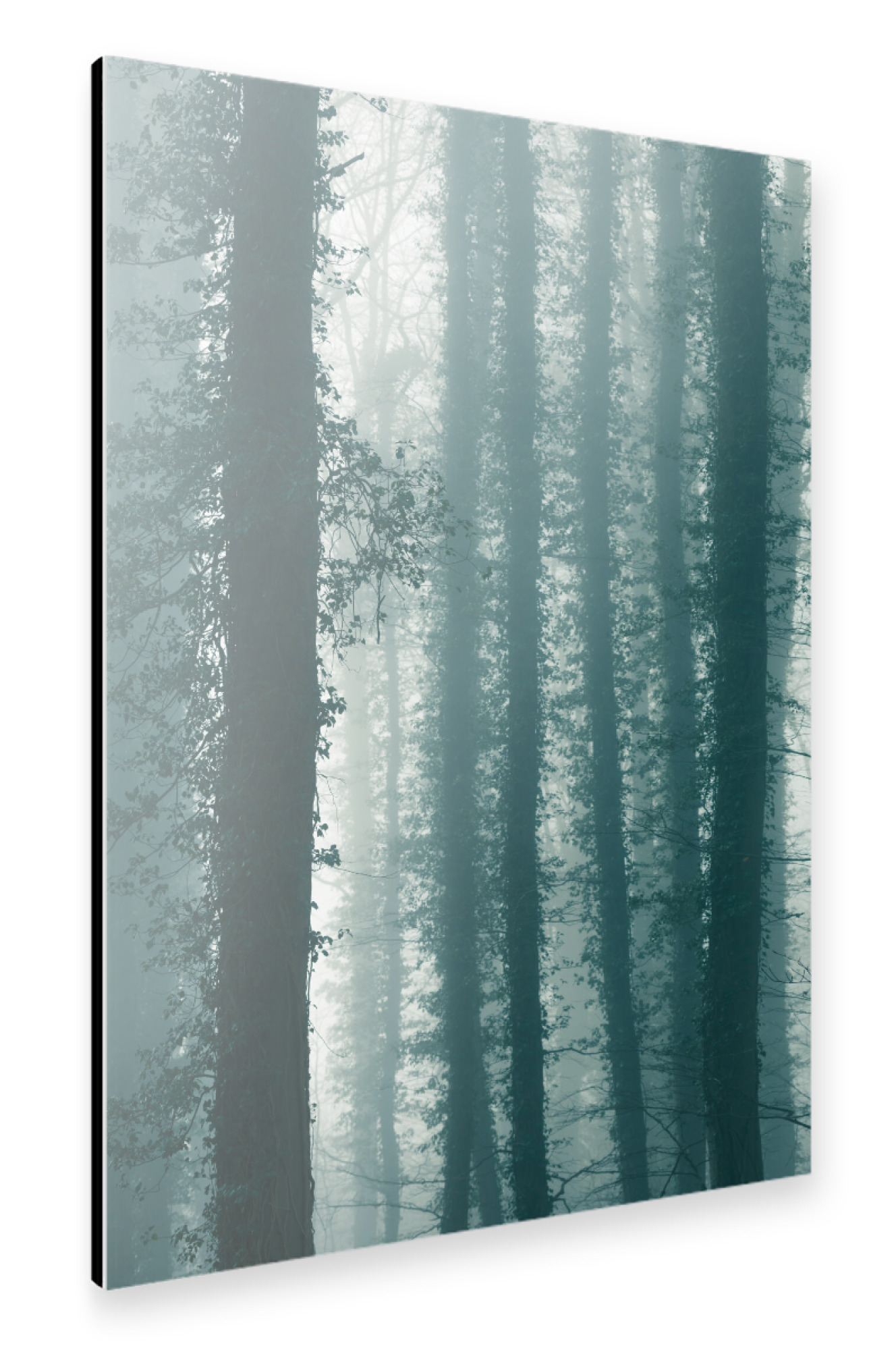 Alu-Dibond "Mysterious Forest" 30x20 cm artboxONE