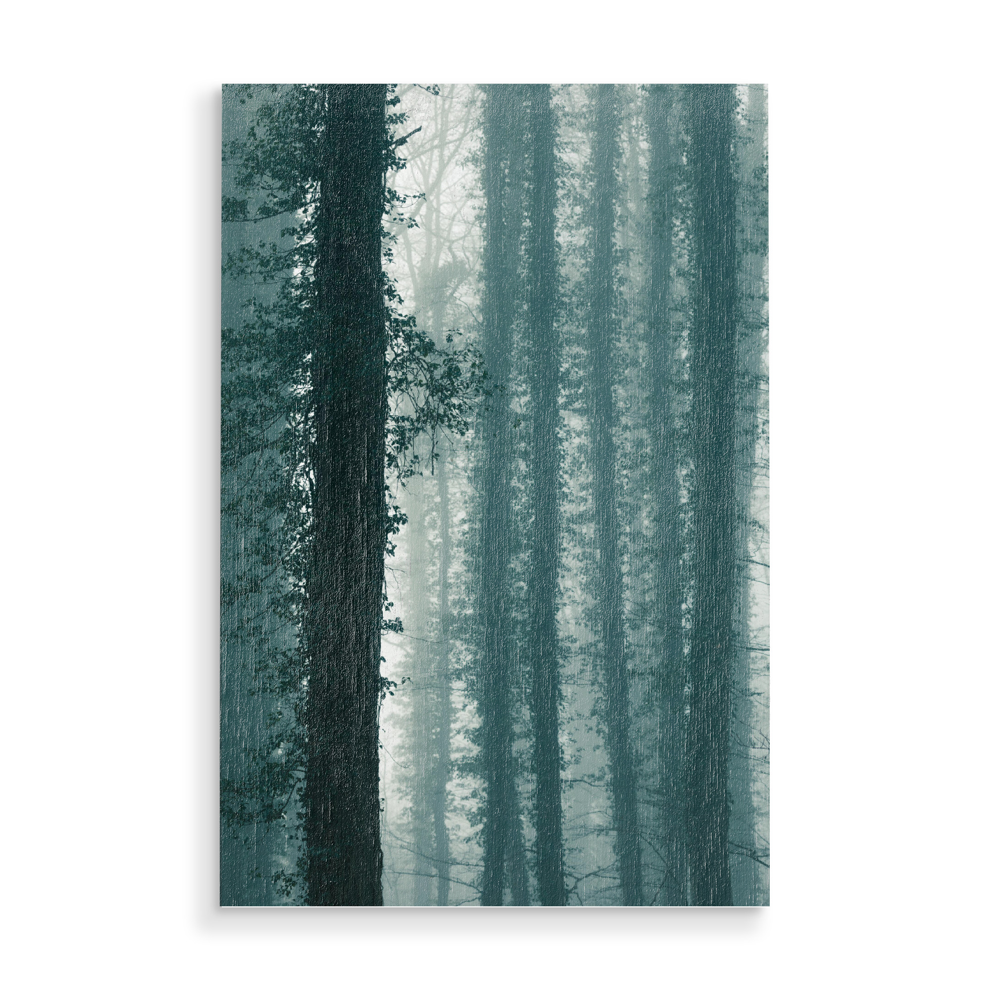 Holzbild "Mysterious Forest" artboxONE - Natur - Wald,Efeu,Nebel,Baumstämme,Bäume,Usedom,Nebelig,Forest,Tree,Natur,Nature