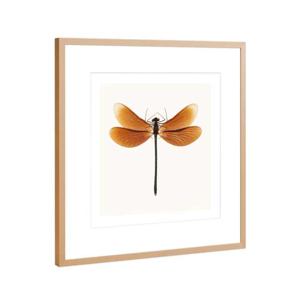 Poster mit Rahmen Kupfer "Calopteryx virgo (rot-braun)" artboxONE - Natur,Tiere