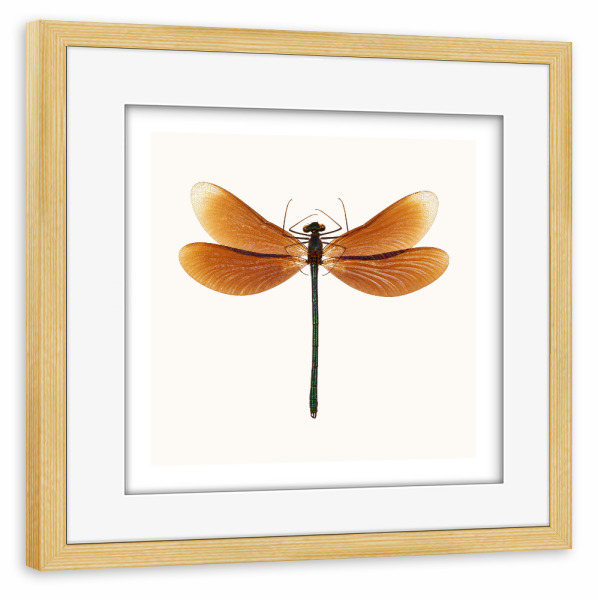 Poster mit Rahmen kiefer "Calopteryx virgo (rot-braun)" artboxONE - Natur,Tiere