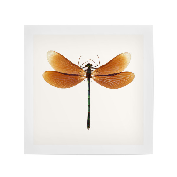 Poster 20x20 cm "Calopteryx virgo (rot-braun)" artboxONE - Natur,Tiere