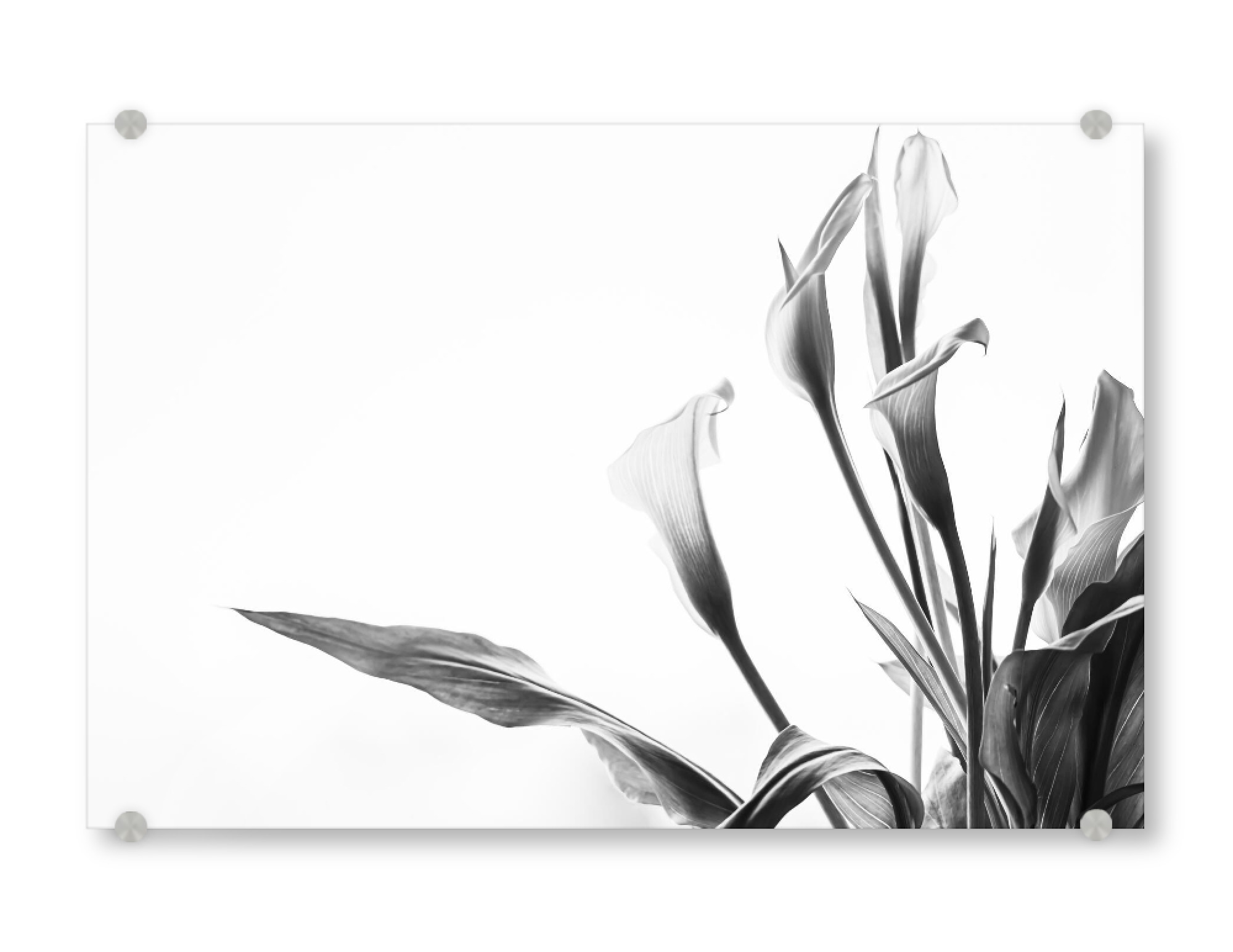 Acrylglasbild "A Pot Full Of Flowers" artboxONE - Natur,Floral,Schwarzweiß
