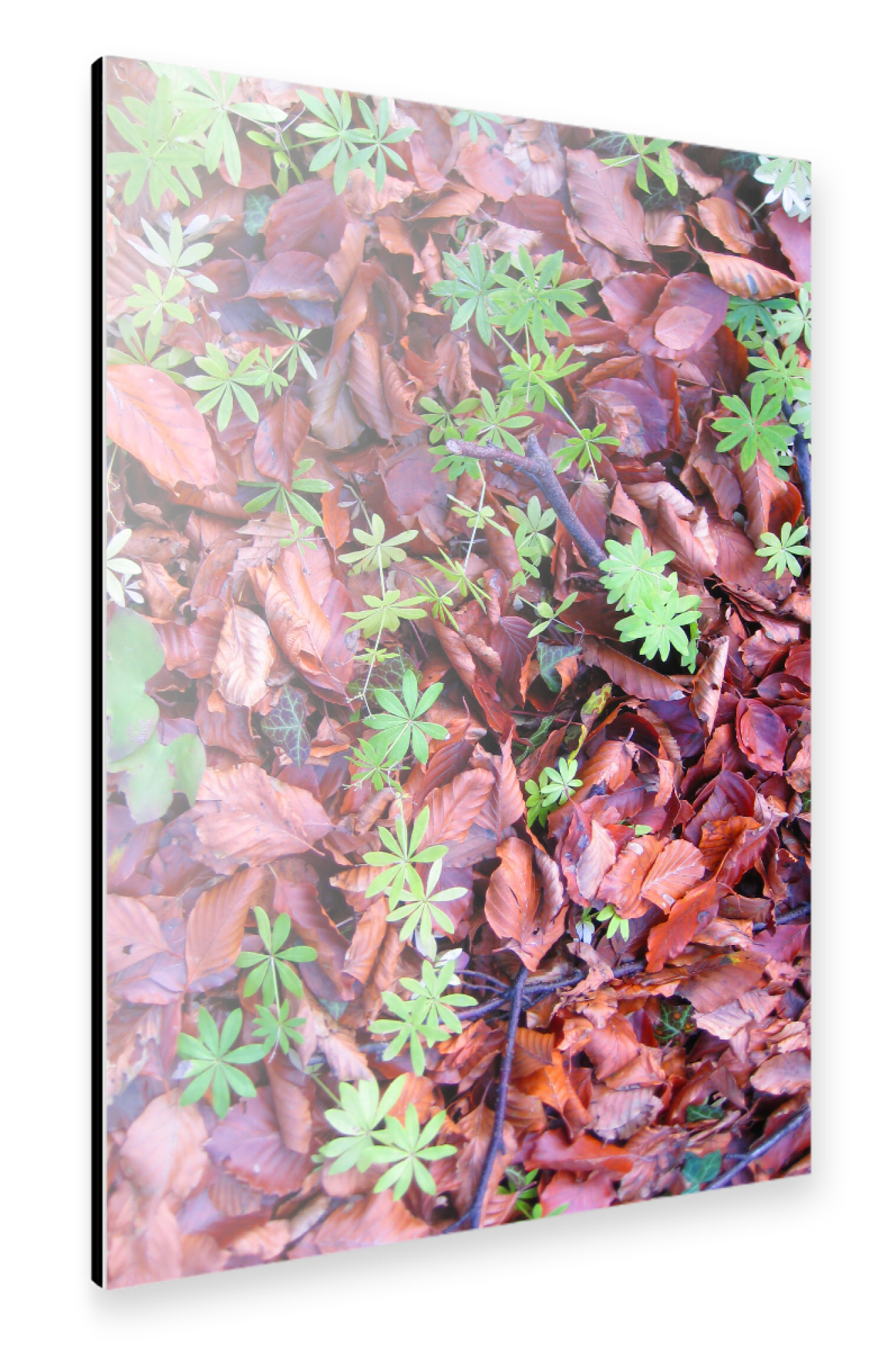 Alu-Dibond "Frisches Grün und Herbstblätter" 30x20 cm artboxONE