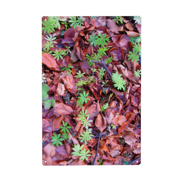 Metall Poster "Frisches Grün und Herbstblätter" artboxONE - Natur,Reise