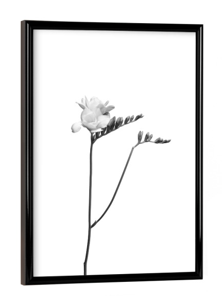 Poster mit schwarzem Rahmen "Freesie | helles Design" artboxONE - Floral