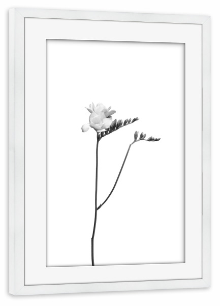 Poster mit Rahmen weiß "Freesie | helles Design" artboxONE - Floral