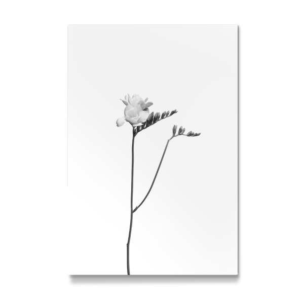 Galerie-Print "Freesie | helles Design" 30x20 cm artboxONE