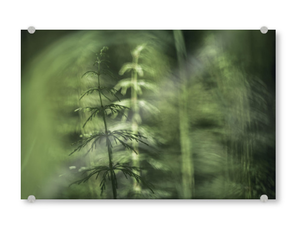 Acrylglasbild "Schachtelhalme" artboxONE - Natur,Floral