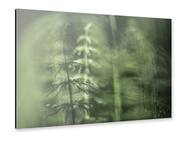 Alu-Dibond "Schachtelhalme" 30x20 cm artboxONE