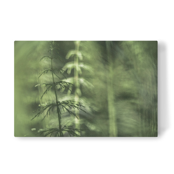 Leinwandbild "Schachtelhalme" artboxONE - Natur,Floral