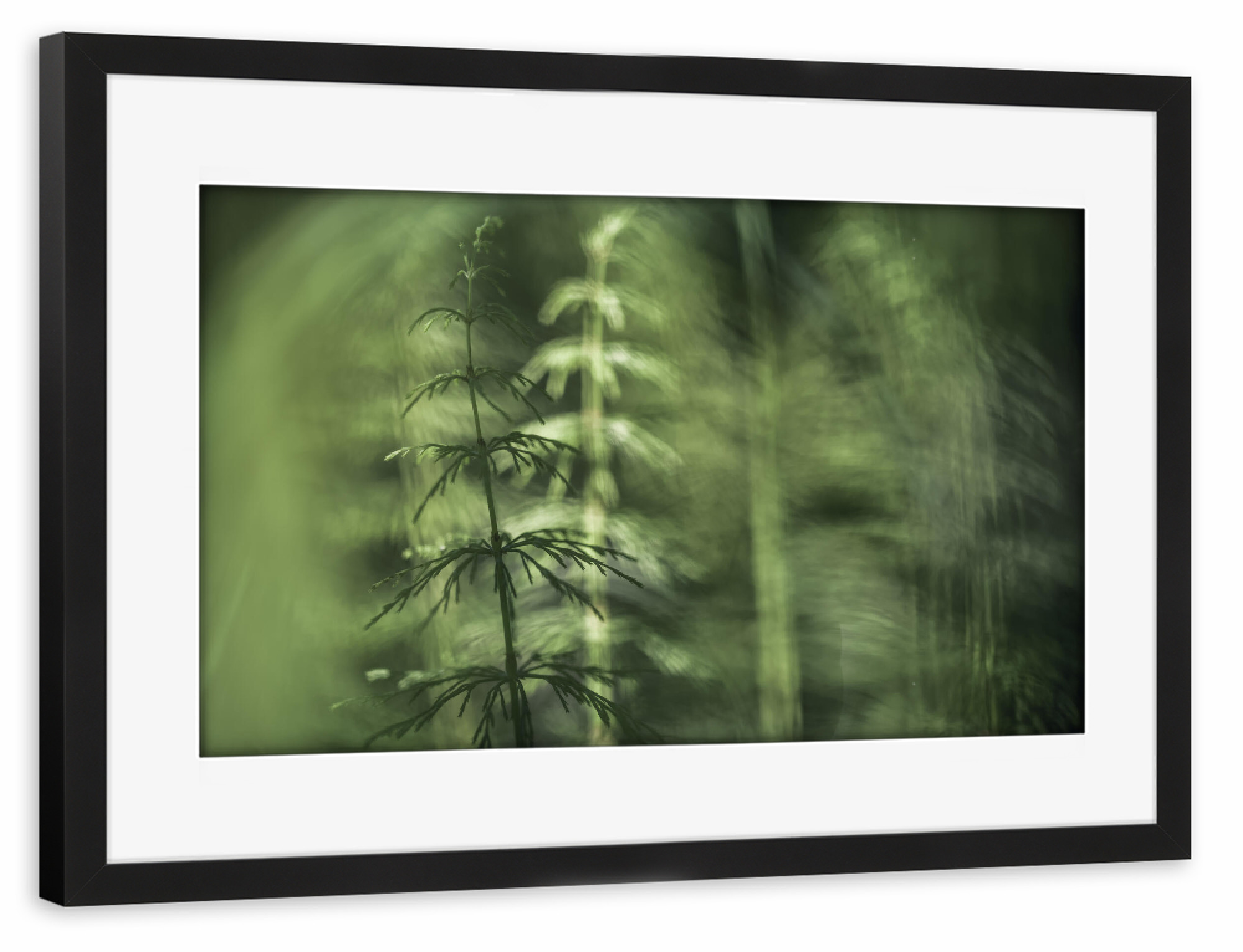 Poster mit Rahmen schwarz "Schachtelhalme" artboxONE - Natur,Floral