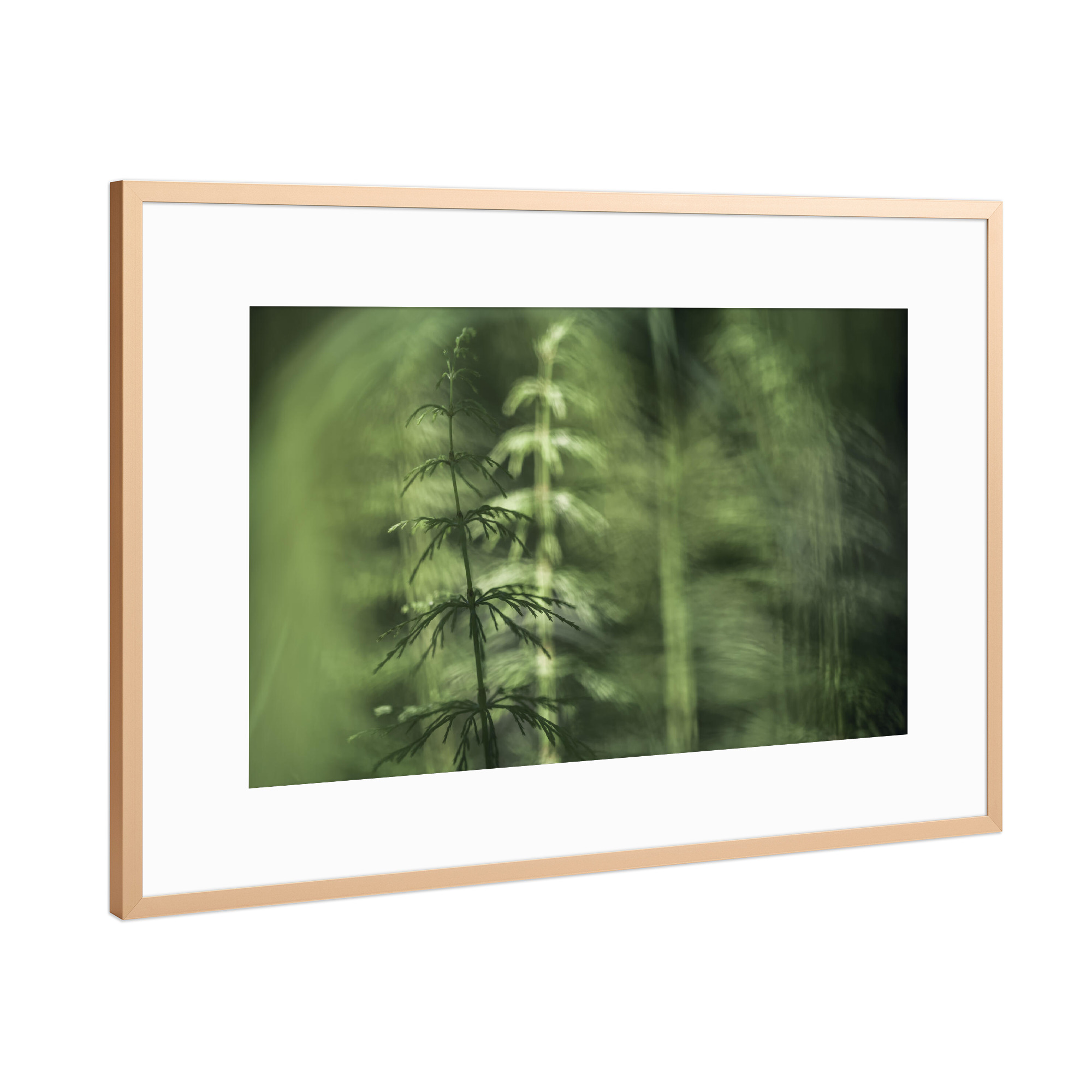 Poster mit Rahmen Kupfer "Schachtelhalme" artboxONE - Natur,Floral