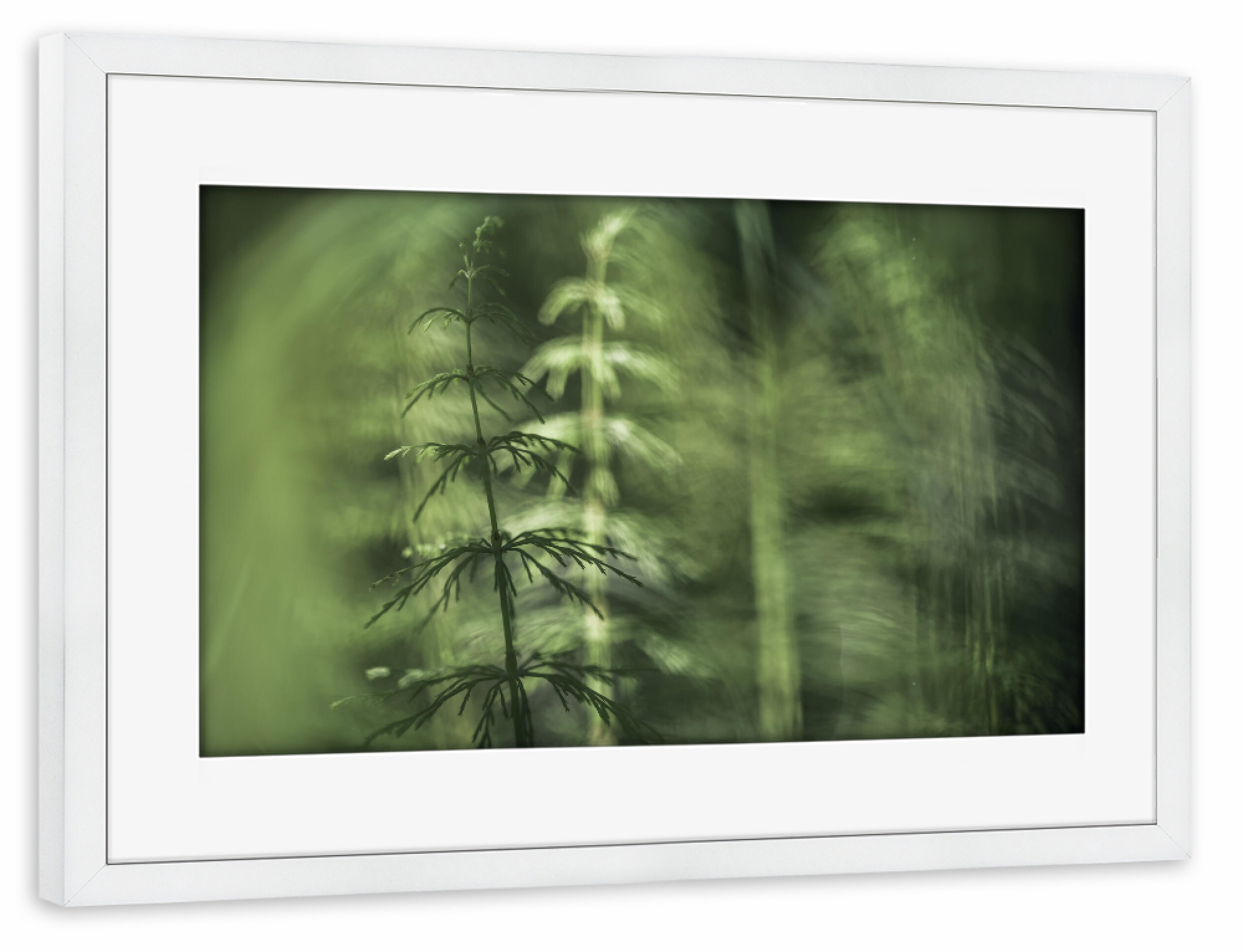Poster mit Rahmen weiß "Schachtelhalme" artboxONE - Natur,Floral