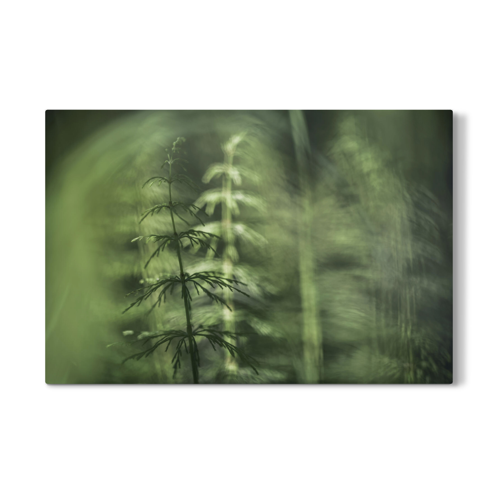 Galerie-Print "Schachtelhalme" 75x50 cm artboxONE