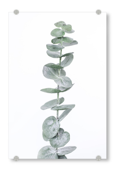Acrylglasbild "Modern Eucalyptus" artboxONE - Natur,Floral
