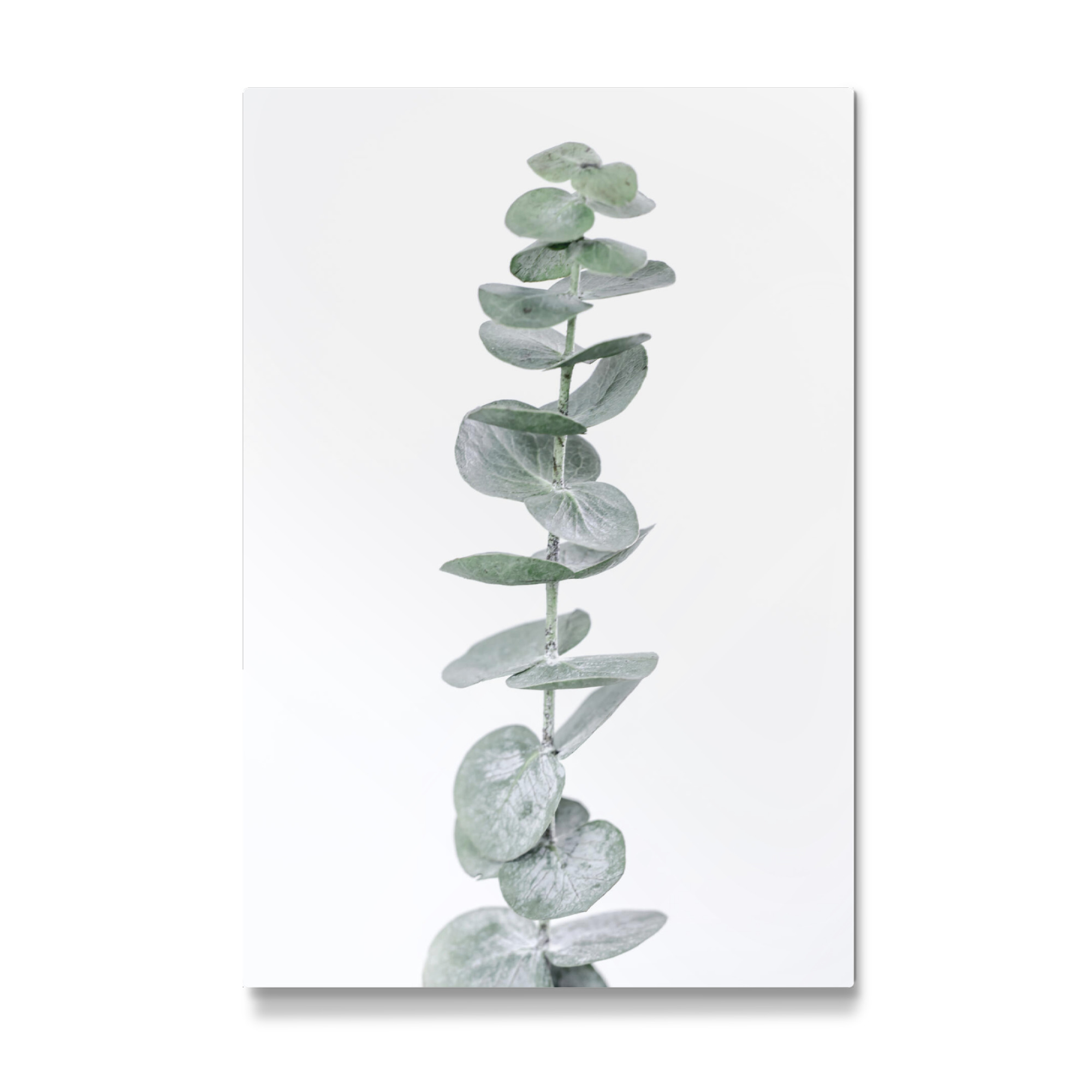 Galerie-Print "Modern Eucalyptus" 30x20 cm artboxONE