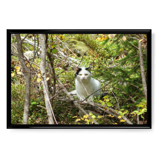 Weisse Katze im Unterholz Weisse Katze im Unterholz