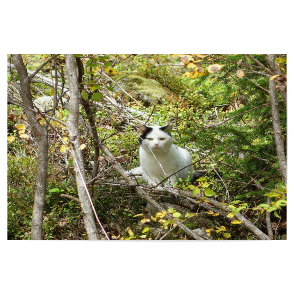 Poster 30x20 cm "Weisse Katze im Unterholz" artboxONE - Natur,Tiere - Katze,Tier,Stubentiger,Lauern,Warten,Natur,Wald,Unterholz,Kater,Jagd,Bäume,Grün